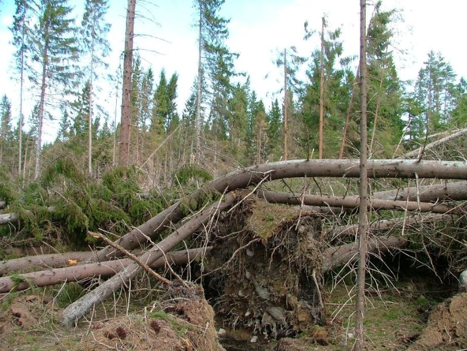 En bild på en skog efter en storm